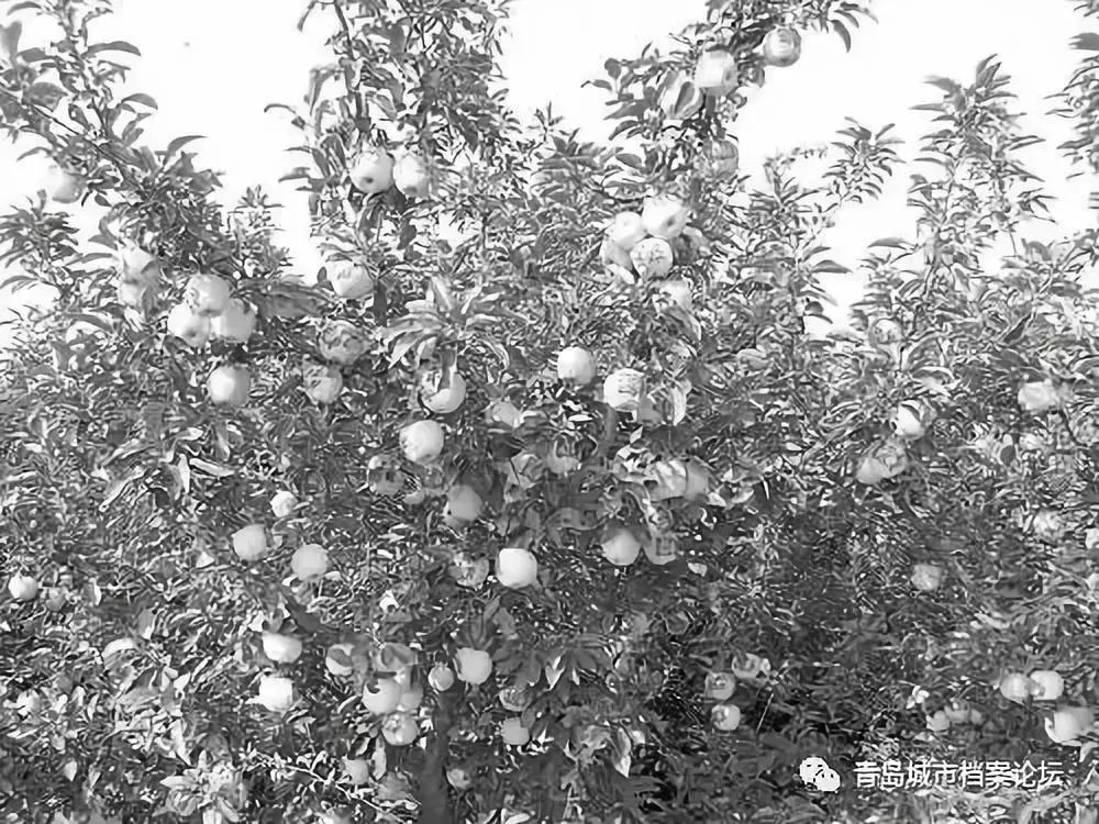 青岛城市记忆公园,青岛十景图片