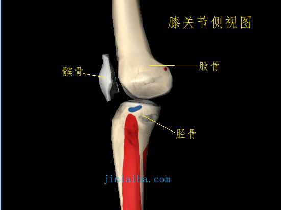 膝前疼痛,膝前痛危险因素
