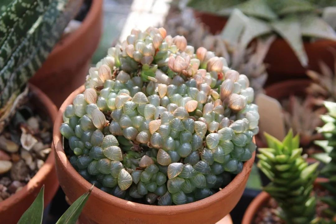 玉露叶片蔫了怎么扦插,玉露多肉徒长怎么养