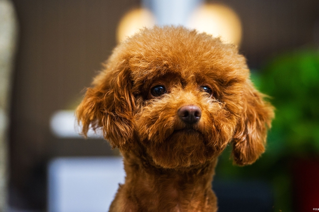 查一下泰迪犬脱毛是什么病症,泰迪狗脱毛是什么原因引起的