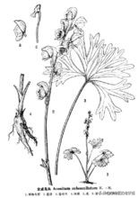 雪上一枝蒿功效与作用,中药雪上一枝蒿的别名是什么