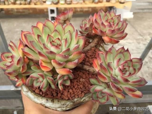 365种·常见花卉图谱，观果和多肉植物收藏篇