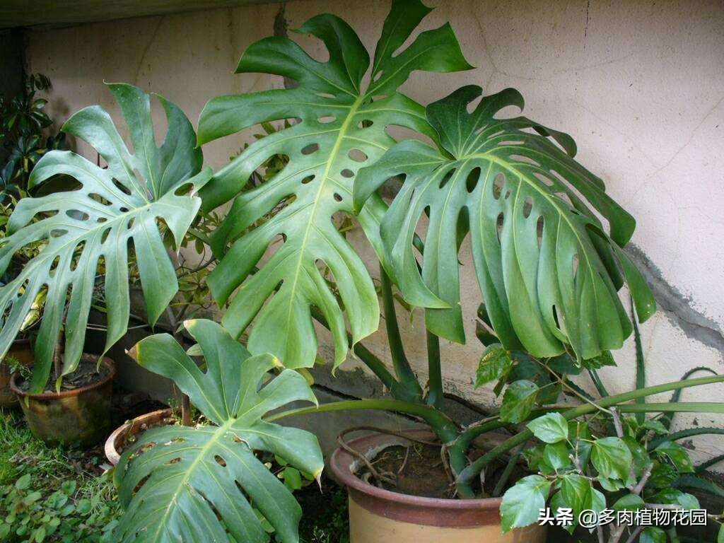 龟背竹叶子发软下垂怎么办小妙招,龟背竹叶子发软怎么补救