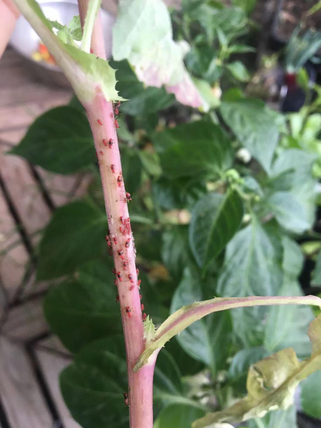 种菜防虫害最简单的方法,种菜常见病虫害