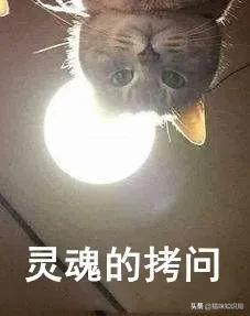 给父母养狗养什么样的,给家里养猫的好处