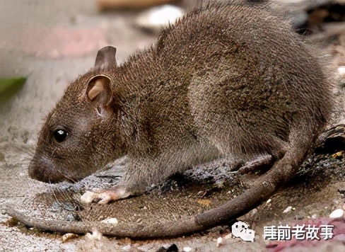 「志怪大百科」——盘点建国之前的猫妖，让画渣喵也想有只猫