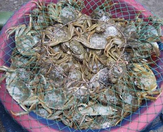 买螃蟹别瞎拿,牢记5个妙招,买的螃蟹个个膏满肉肥,不花冤枉钱