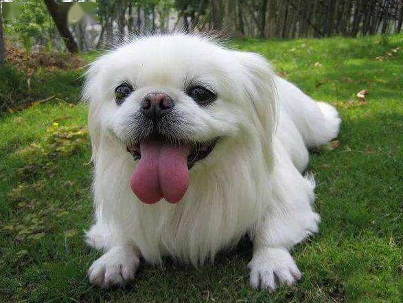 京巴狗为什么不流行了,京巴犬的优点和缺点