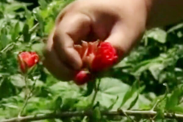 石榴刚坐果就落果是怎么回事,石榴落果