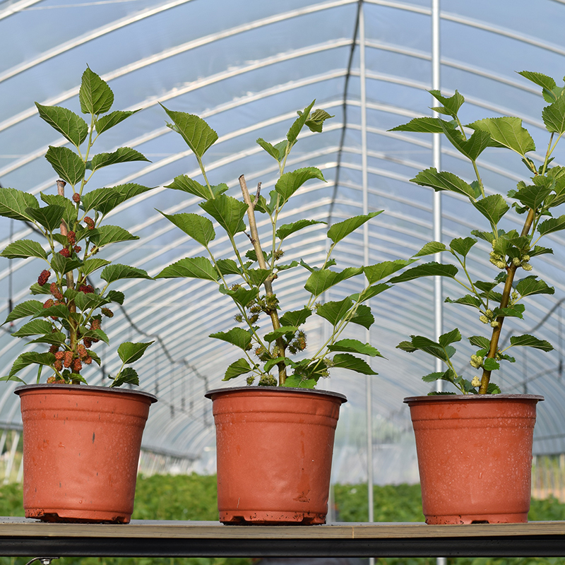 长果桑扦插实验指导记录范文,长果桑冬天大棚可以扦插吗