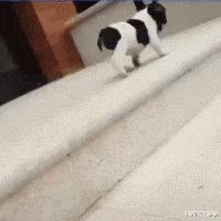 搞笑动图gif狗,搞笑动图gif赵本山