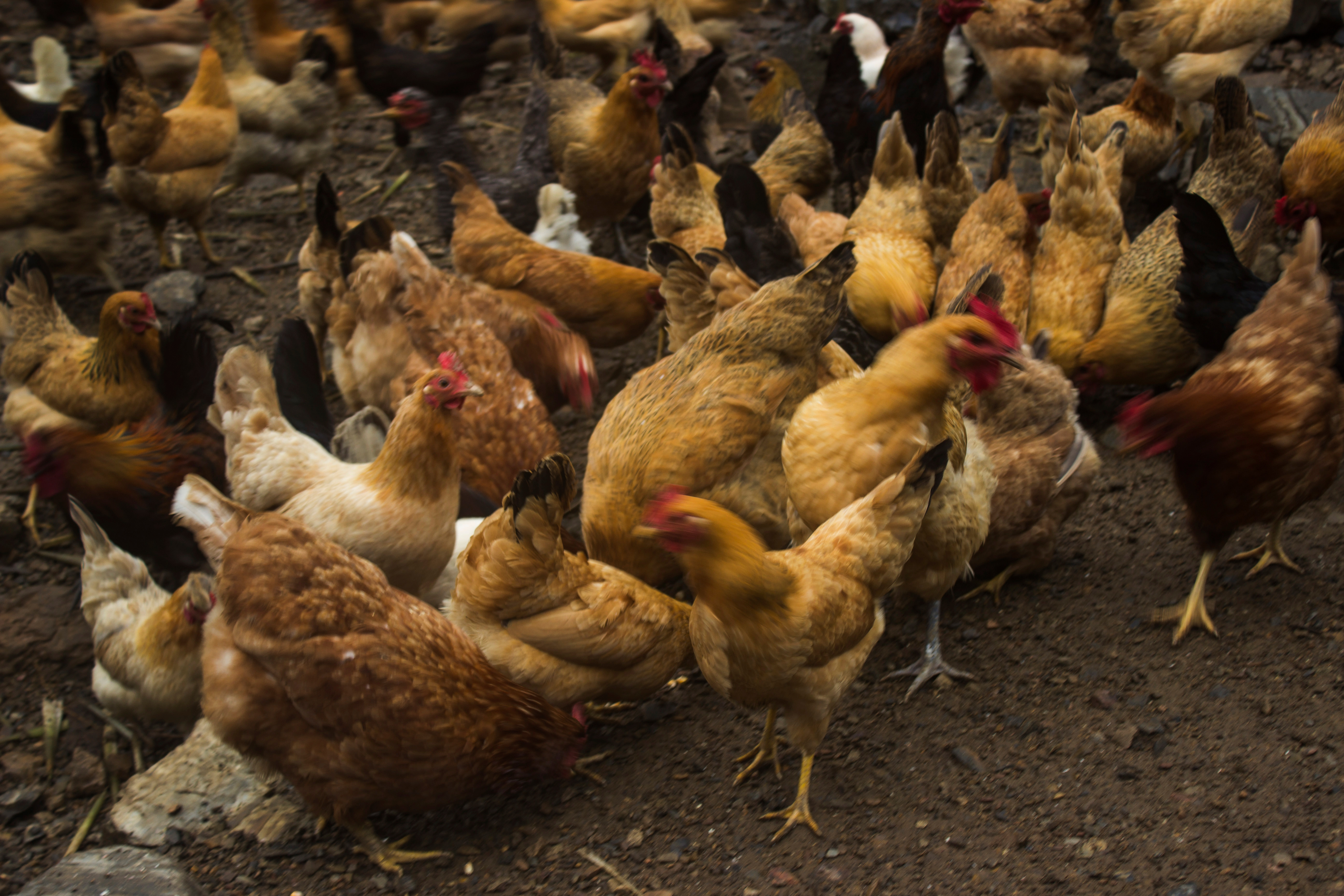 养殖2000只土鸡的成本与利润,养殖土鸡投资知识