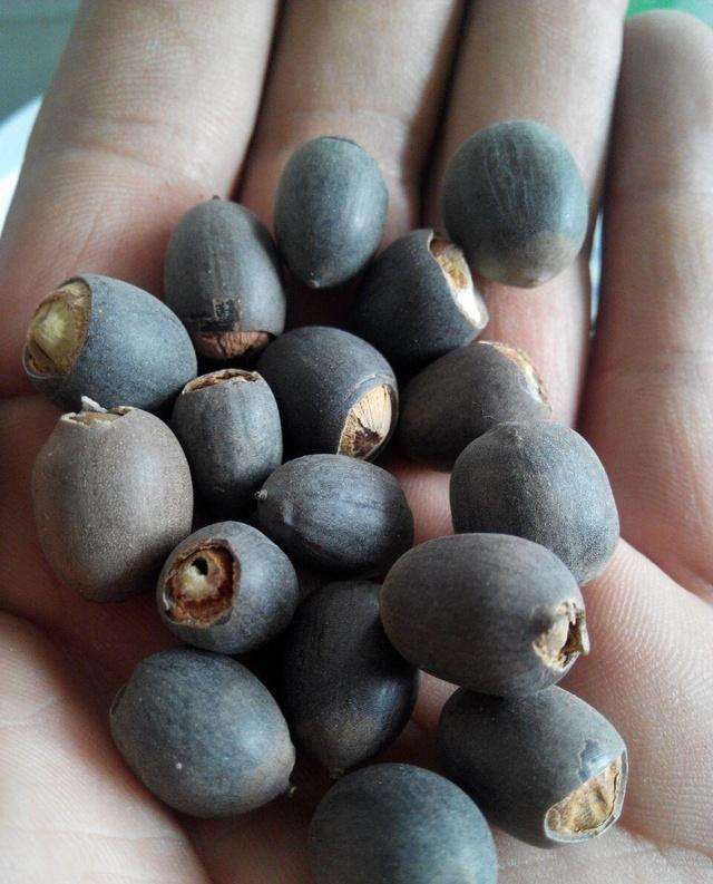 水培碗莲从发芽到开花需要多久,碗莲种子只长叶不开花怎么回事