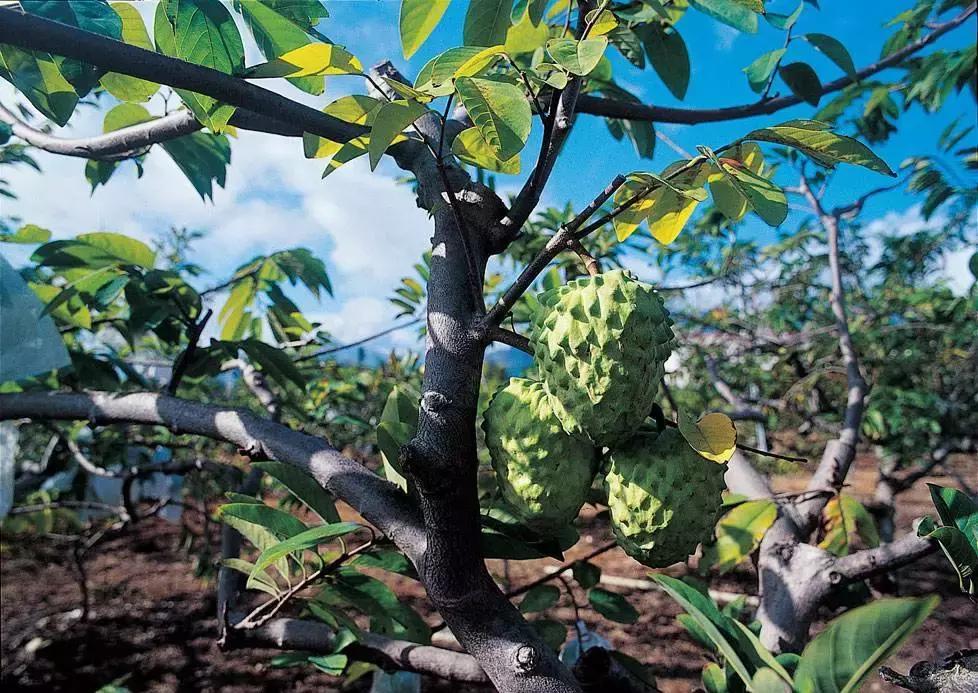 正宗的凤梨释迦黄泥土可以种植吗,凤梨释迦怎么种植