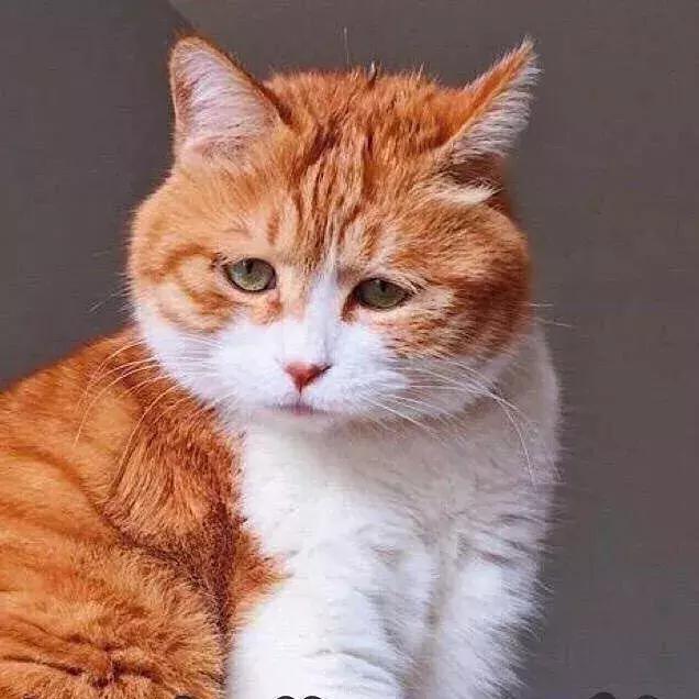 我想领养一只小猫咪,有人想领养一只金色猫咪吗