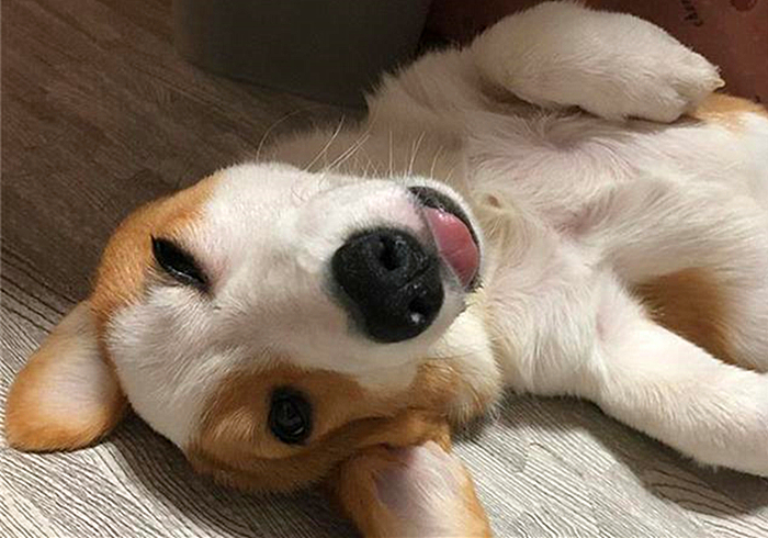 专家辟谣狗狗传染新肺病,狗狗甲沟炎怎么引起的