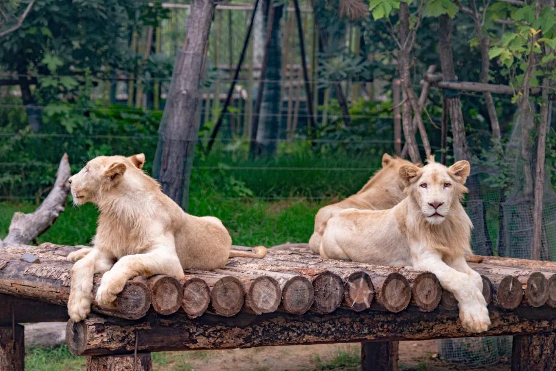 野生动物王国值不值得去,北方新开的动物王国