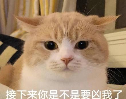 猫主子拉粑粑拉出血是怎么回事,猫拉稀呕吐精神不振没有食欲