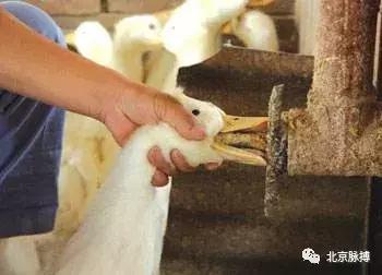 话说北京系列,画说北京