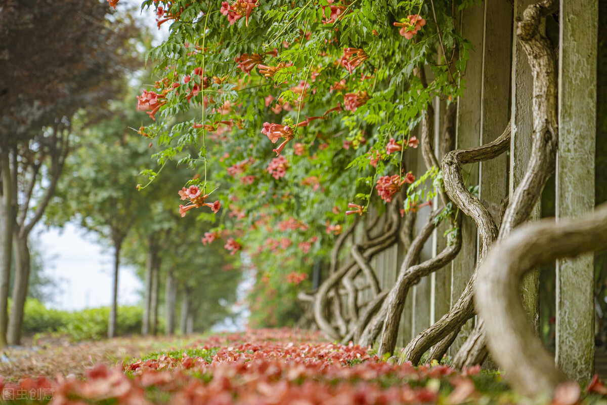 园林人需要知道的85个花卉知识,园林花卉的种类及图片