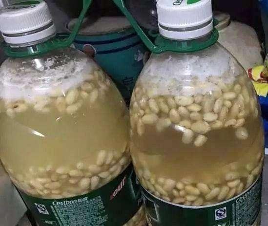 养花烂根快用它泡一泡,黄豆泡水养花的正确方法