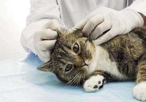 养猫必看的医学知识书,100个科学养猫秘籍