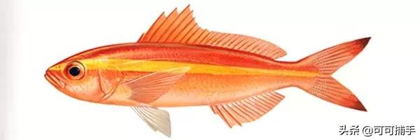 你不知道的海洋里面有什么,十种你没见过的海洋生物