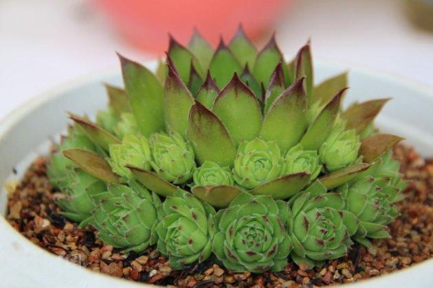 多肉观音莲的养殖方法和技巧,多肉观音莲开花怎么办