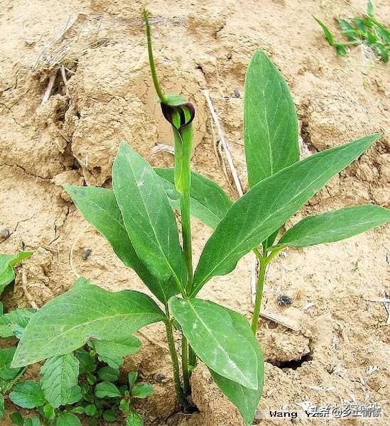 还记得那些年一起唱的歌,还记得那些年一起追过的电视剧吗