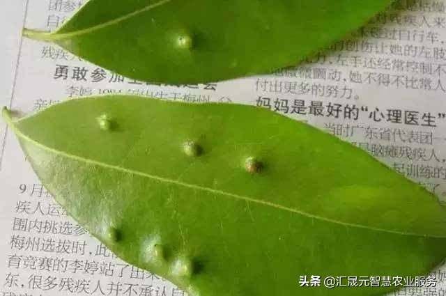 荔枝叶子有点黄怎么办,荔枝叶起疙瘩