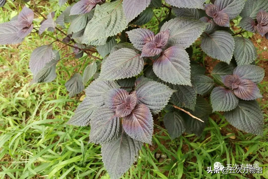 漫谈起源于中国的蔬菜