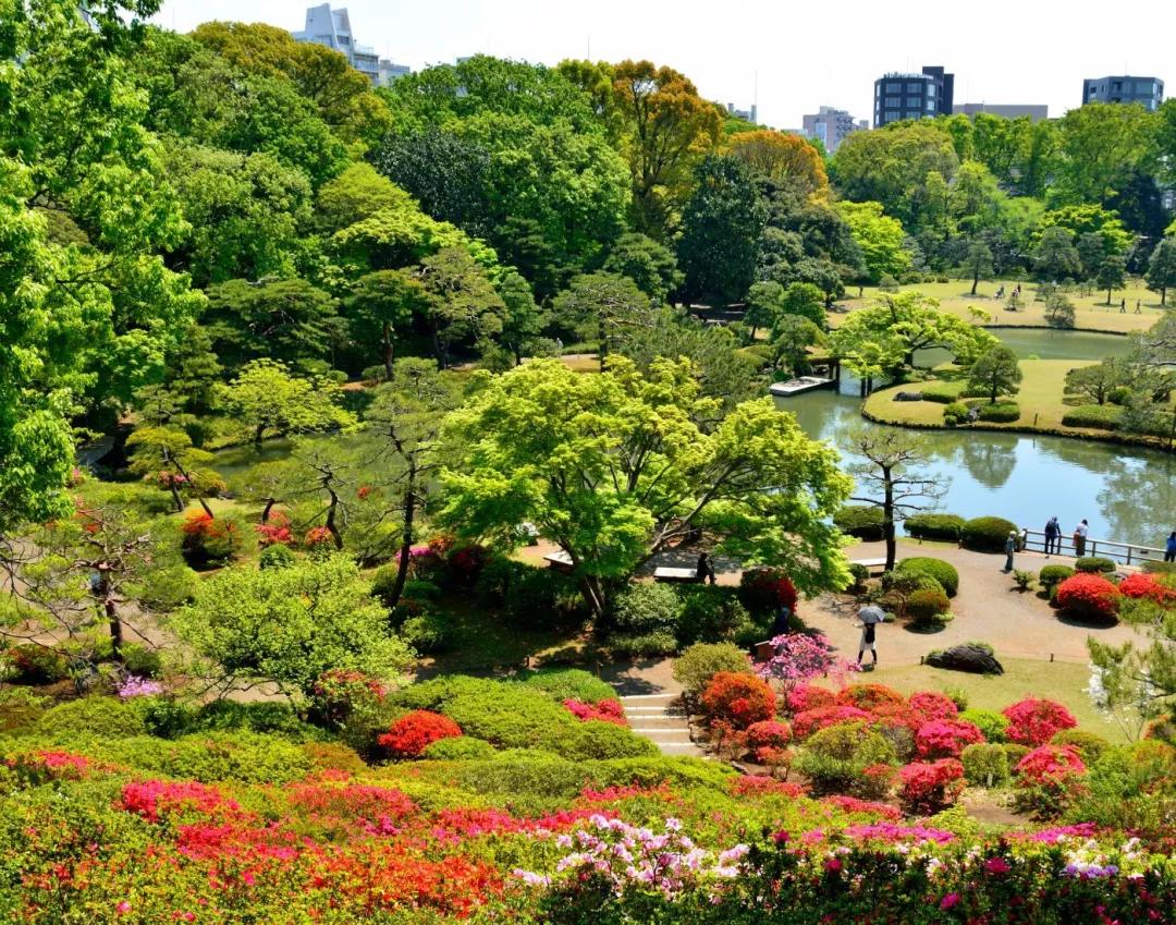 日本樱花现在还在开吗,日本樱花快要开放了吗