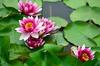 废弃鱼缸里适合养睡莲么,家里闲置大号水缸种睡莲多少土