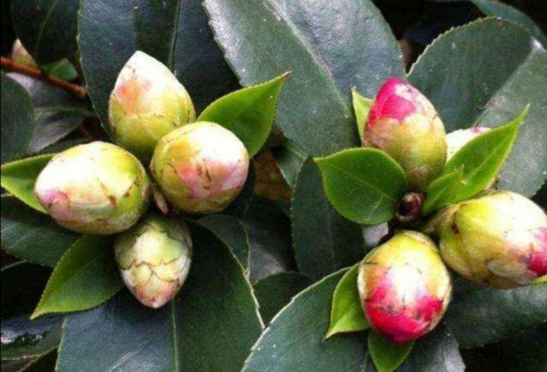 香妃茶花掉叶掉花苞是怎么回事,茶花叶铁锈色花苞一碰就掉怎么办