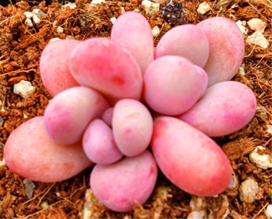 桃蛋叶片黑腐的原因是什么,桃蛋叶片化水怎么处理