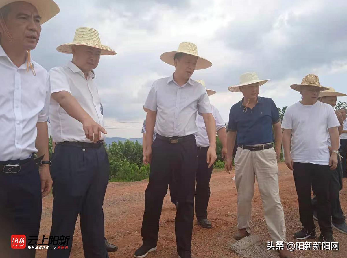 阳新新闻万鼎调研乡村振兴工作,阳新新闻万鼎