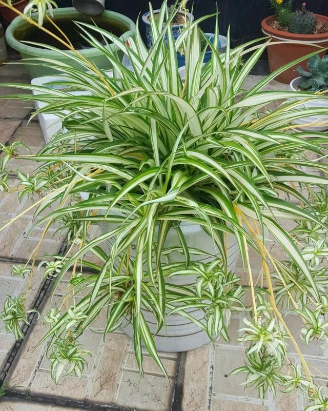 怎样养好吊兰,养吊兰的7个小窍门