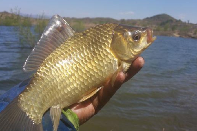 钓鲫鱼为啥总是钓翘嘴,为什么钓鲫鱼越钓口越乱