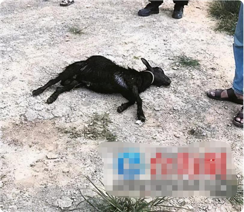 4米巨蟒吞袋鼠,巨蟒吞羊过程