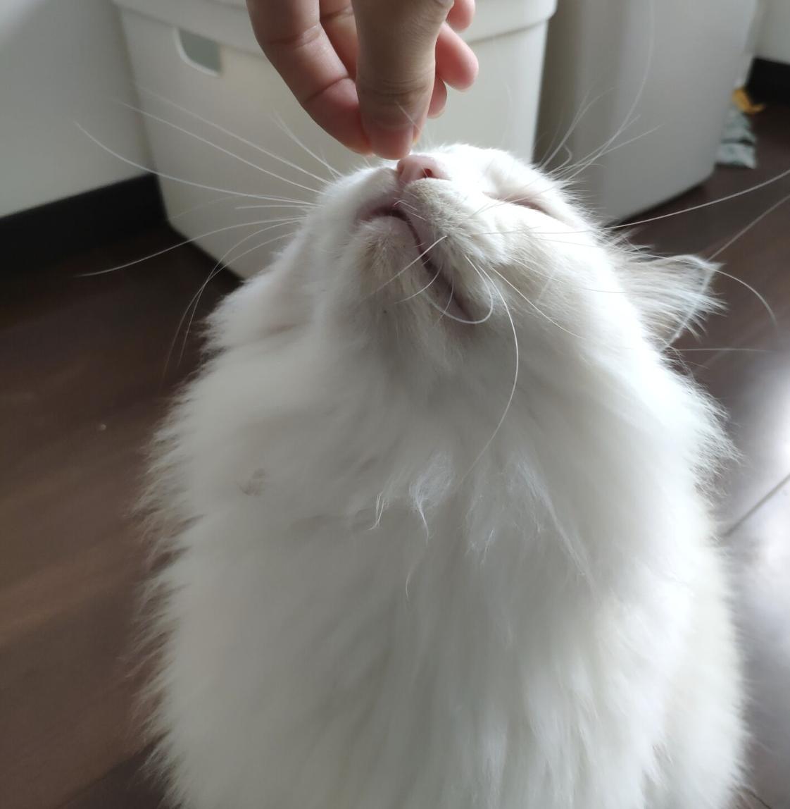 新手养猫怎么样避免生大病,新手养猫如何防抓