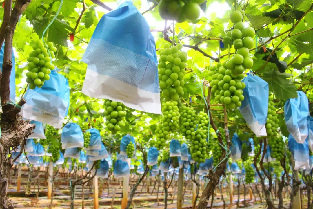 葡萄界的爱马仕晴王,葡萄界中的爱马仕跌落