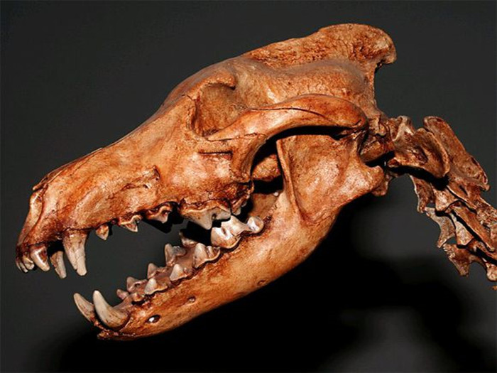 小狗牙齿不小心掉了还能长出来吗,狗狗牙齿意外掉了会长新牙吗