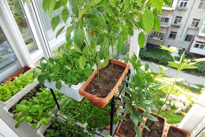 阳台种菜怎么种才能高产视频,阳台种菜方法如何把菜种好