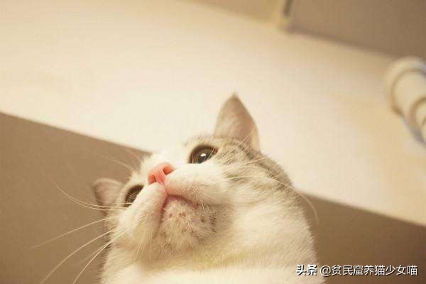 猫咪黑下巴抹红霉素软膏还是眼膏,猫咪黑下巴到底怎么治