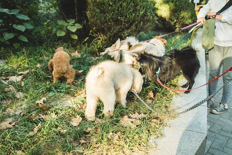救流浪狗的真实记录,一外国人来中国救助流浪狗