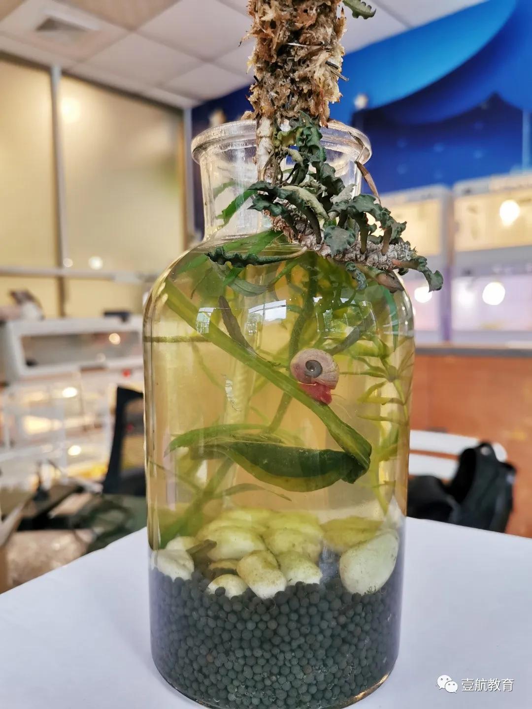 苹果螺怎么养着养着就只剩下壳了,苹果螺怎么保持颜色