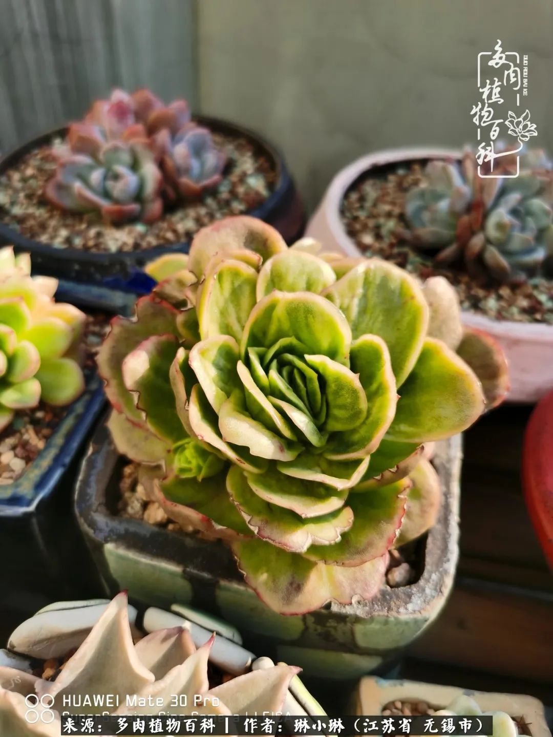 又到多肉变美时，一切都鼓励我积极向前