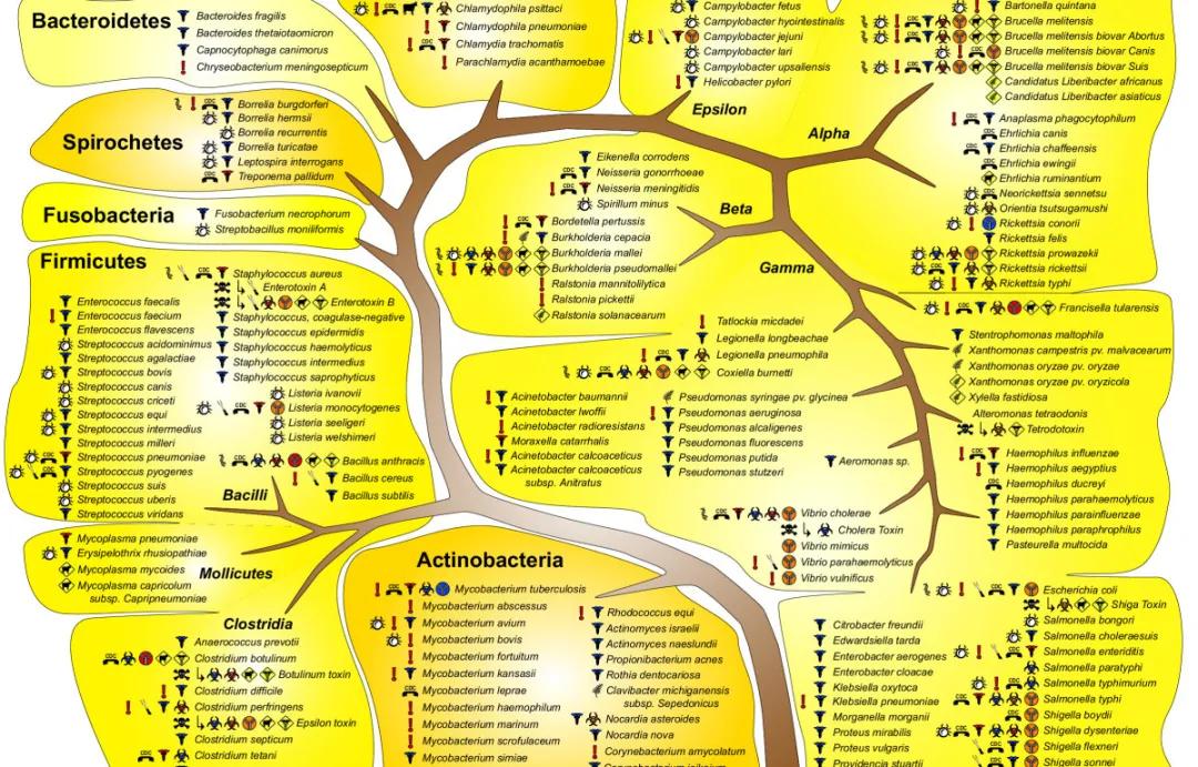 益生菌的商业模式,益生菌健康之路