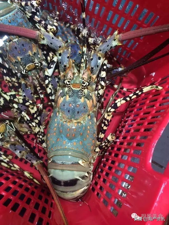 这些诱人的美食你吃过吗,世界上顶级海鲜大全你吃过几种