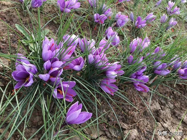 藏红花又能观赏又能喝,观赏药用两不误盆栽
